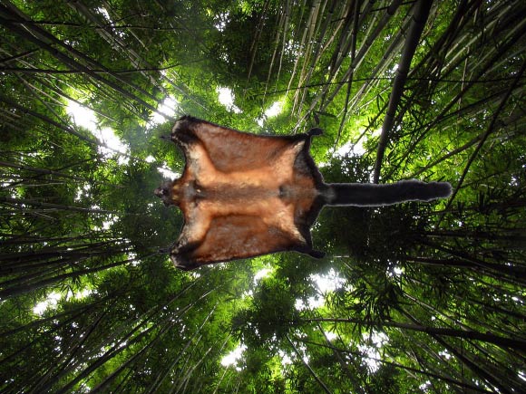 New Large Flying Squirrel found in Laos