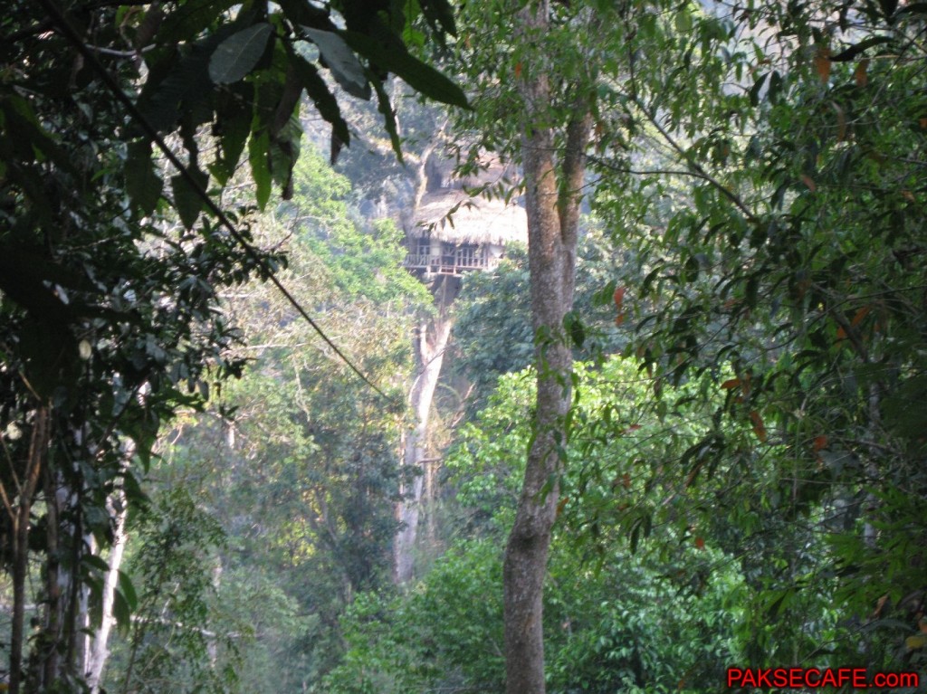 Gibbon Experience, Zip Lining between tree huts way the heck up!