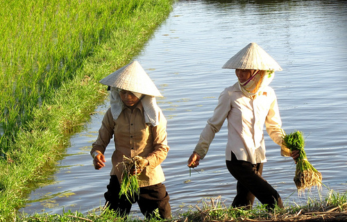 Vietnam and Organic Farming 