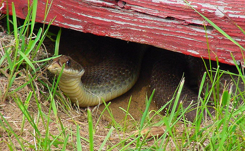 Waiting.... Hiding..... by C.P.Storm, on Flickr