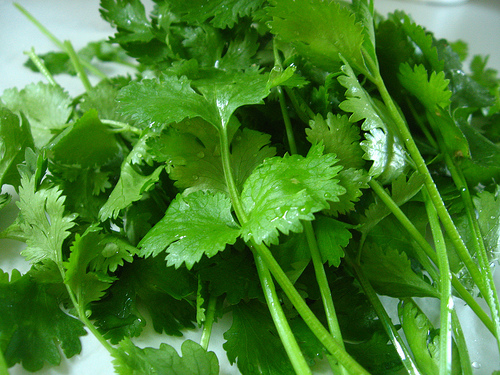 Garden fresh cilantro by Qfamily, on Flickr