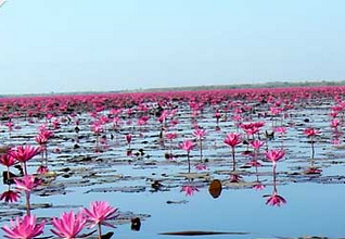World's second strangest lake: Red Lotus Flowers, Thailand