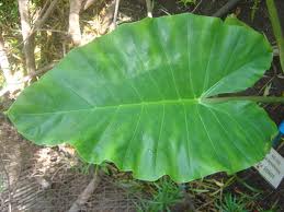 Alocasia macrorrhiza