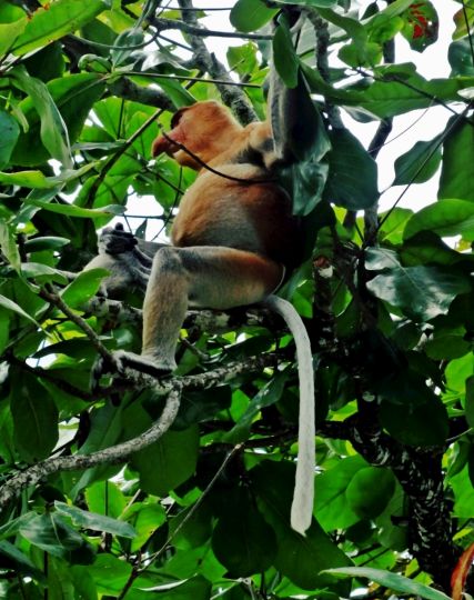 A long-nosed proboscis monkey