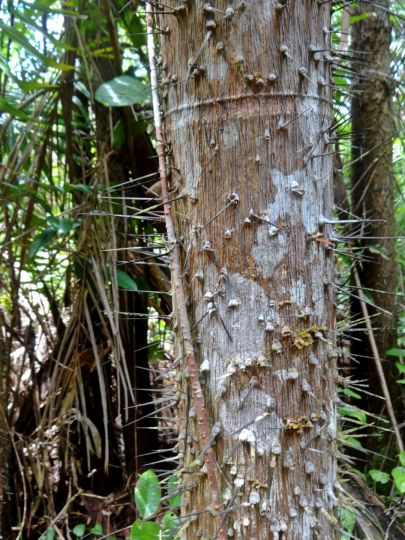 Weird trees! There are so many crazy plants on the trails