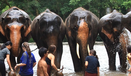What to know about Patara Elephant Farm, Thailand