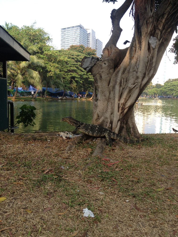 Lumpini Park in Bangkok, Thailand