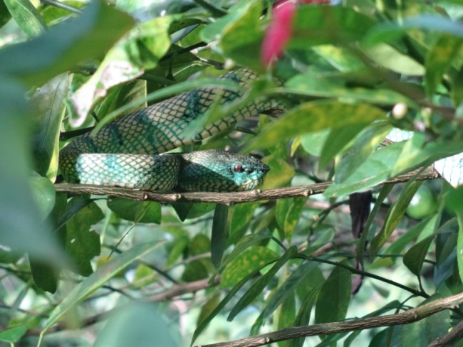 Malaysia Borneo, Snake