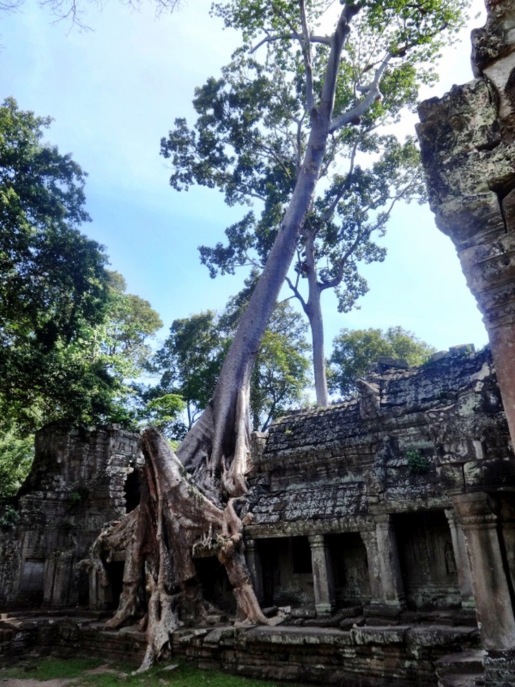 Ta Prohm -Cambodia - Angkor Wat