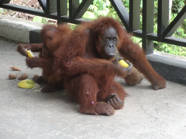 Orangutan Reserve in Malaysia Borneo Sarawak