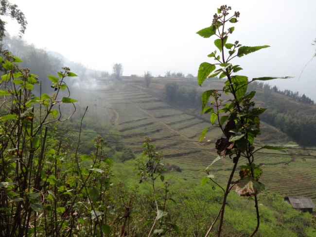 Sapa_Valley_Vietnam_IMG_0511_i1