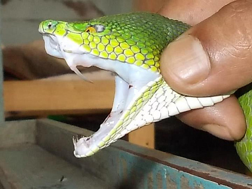 Trimeresurus erythrurus- Red-tailed bamb by stevesnake shillong, on Flickr