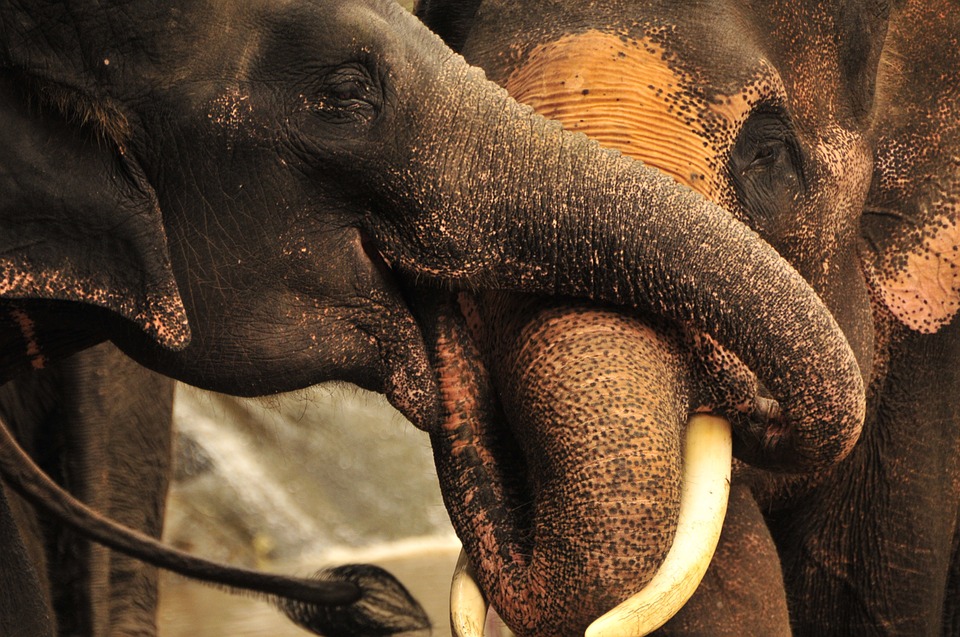 Elephant Ivory black-market is thriving
