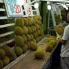 Stinky Fruit Durian and its Health Benefits