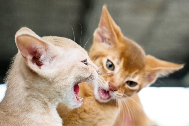 Thai police save 90 cats apparently headed to Vietnam dining tables