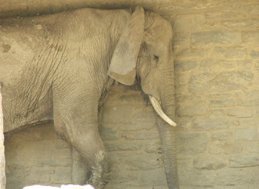 Laos White Elephants