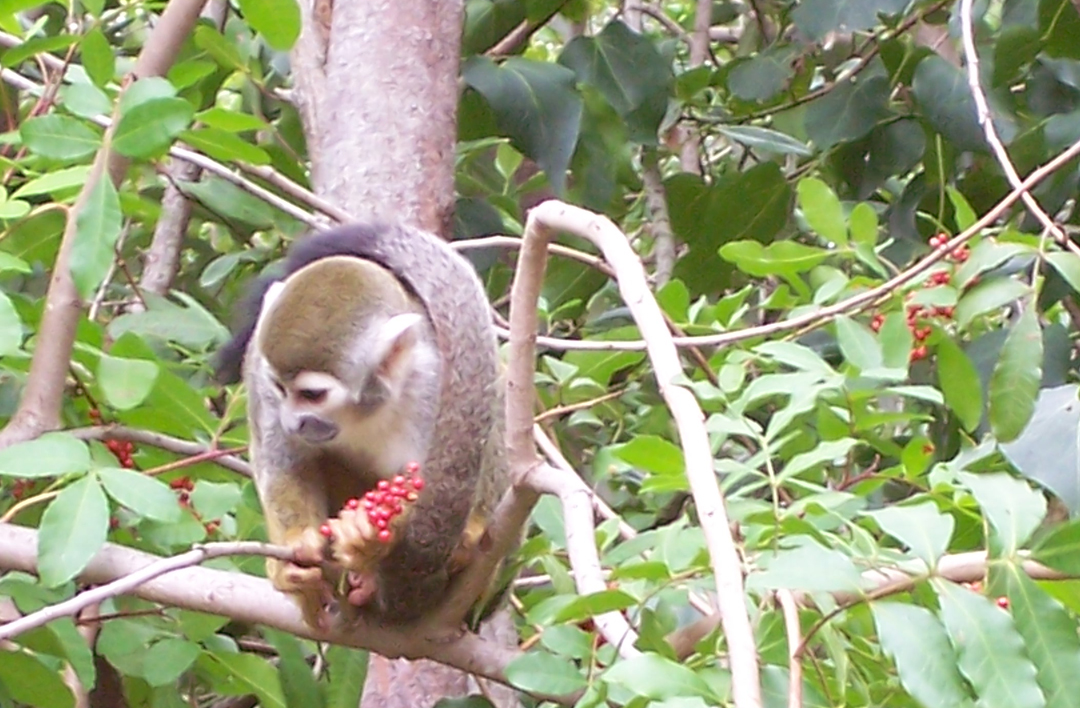 Thailand Monkey Festival