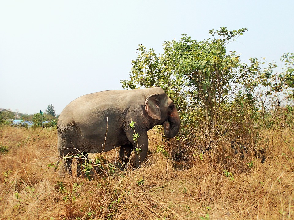 Thailand is affected by a large statewide drought.