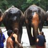 What to know about Patara Elephant Farm, Thailand